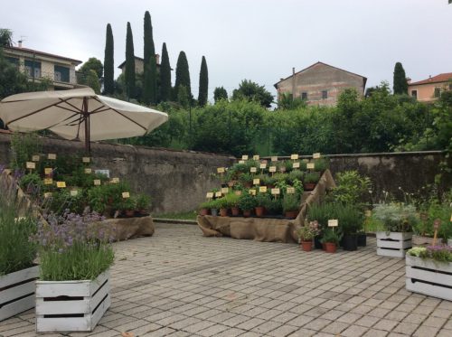 sagra di fiore in orto a breganze_2